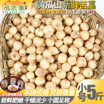 Small number of farmhouse fresh bitter and bitter Chinese Sichuan bitter pepper small root garlic Chongqing bitter called allium scallion wild onion 5 catty