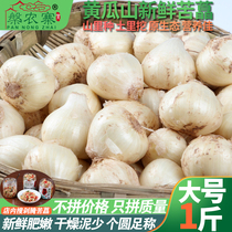 Large number of bitter Chinese onion Sichuan bitter pepper with fresh onion Sichuan bitter pepper and white Chongqing bitter called Xiaogan garlic Mountain wild scallion head 1 catty