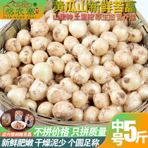 Middle number bitter Chinese onion Sichuan bitter pepper with fresh onion Sichuan bitter pepper and white Chongqing bitter called Xiaogan garlic Mountain wild scallion head 5 catty