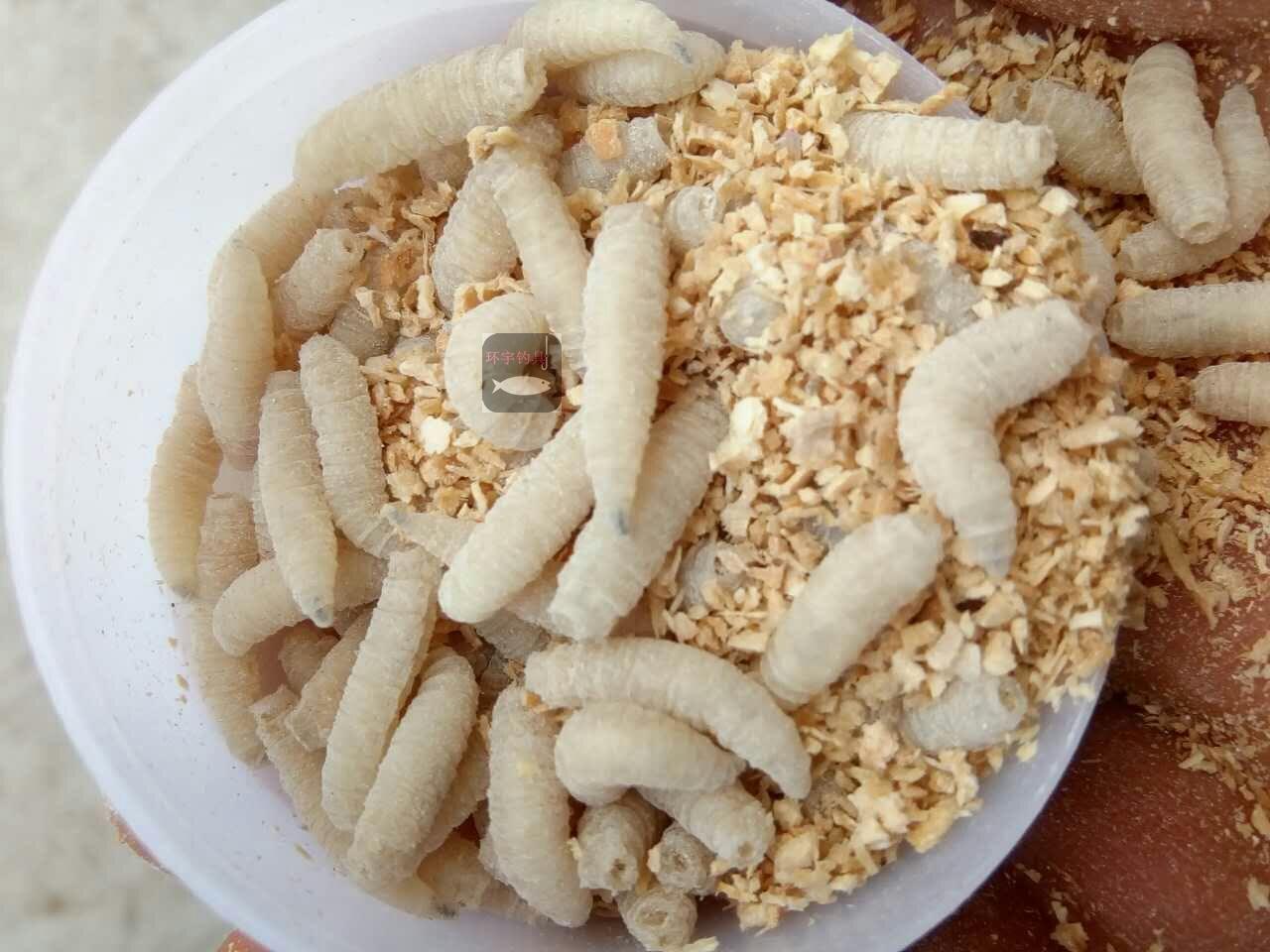 包郵60瓶釣魚蛆蟲活體肉蛆蛆牙子釣餌紅色活蛆瓶裝魚餌漁具店貨源