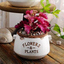 Creative Casserole Pot flowerpots Living room office Multi-meat plant Potted home Mini personality Four Seasons Ceramic Flower Pots