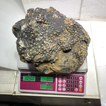 The fine coral fossil weighs 30 kilograms and 4 taels. It can be used as a fine ornamental stone and can also be used for research and popularization of fossil science.