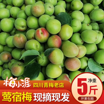 La ferme alpine Yingmei Qingmei Sichuan Chengdu plantant la moitié de la bière fraîche et fraîche pelle vert de fruits frais cinq cattés