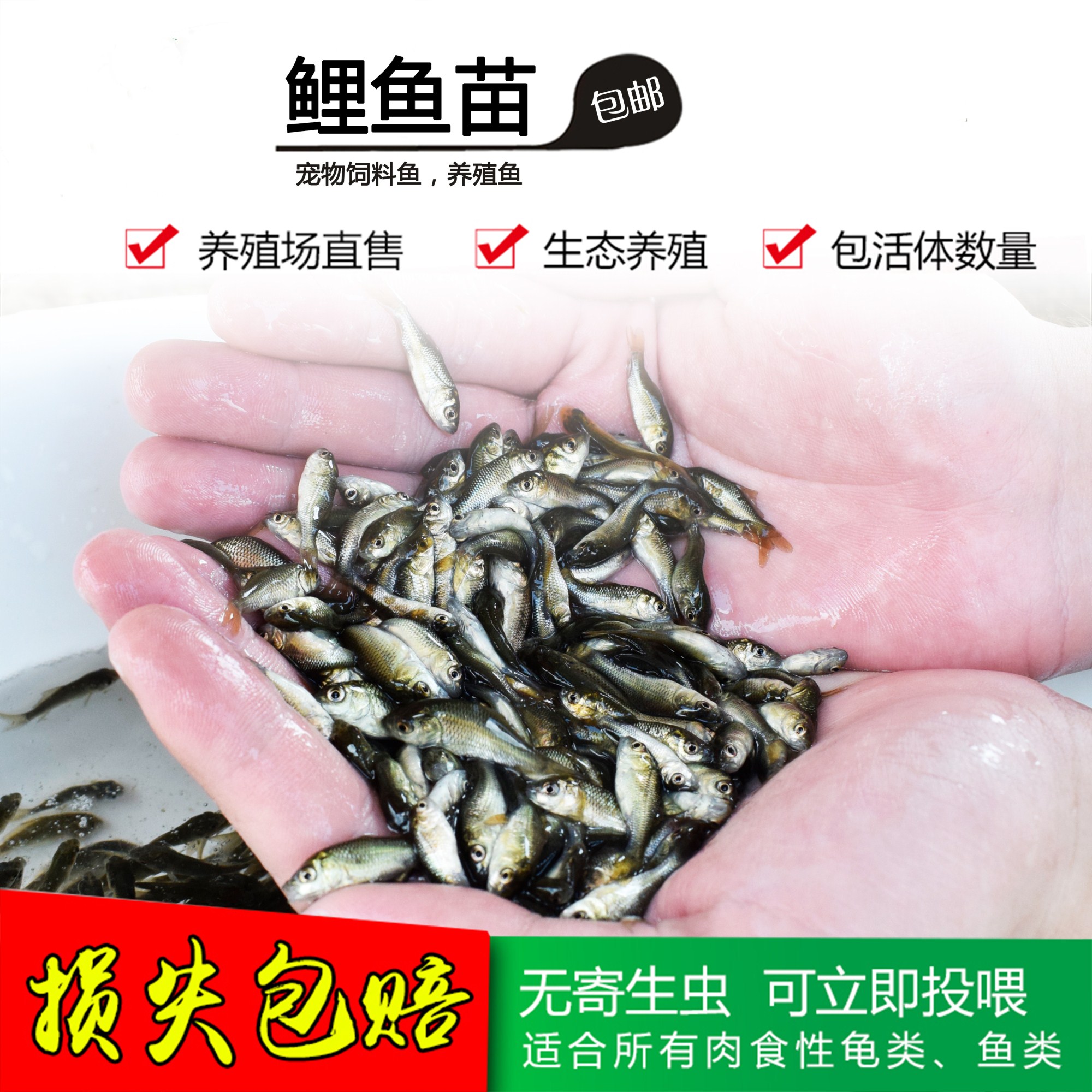 Rice paddies carp Carp Fry Bait Resistant To Live Farmhouse Small Live Fish Large Eating Mosquito Fish Opening Grain With Fresh Water Easy To Live