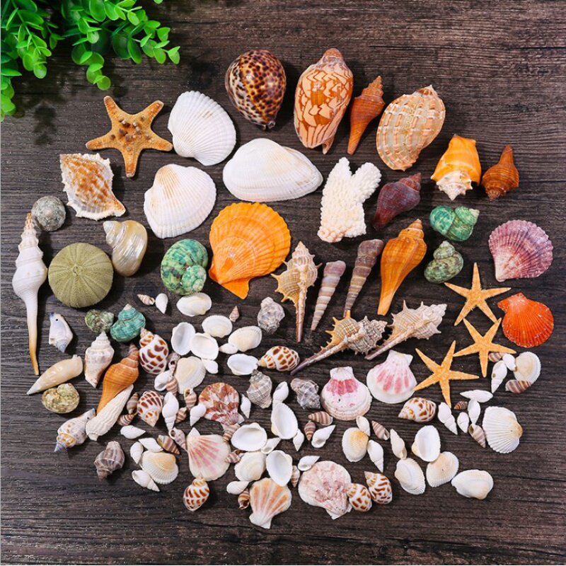 Natural conch shell starfish fish tank Coral craft gift decoration Mediterranean decoration props Fish tank landscaping shell ornaments