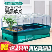 Дайте 2 маленьких черепах в прямом эфире -бои, питательные черепахи, бразильские черепахи, танки с черепахами легко кормить