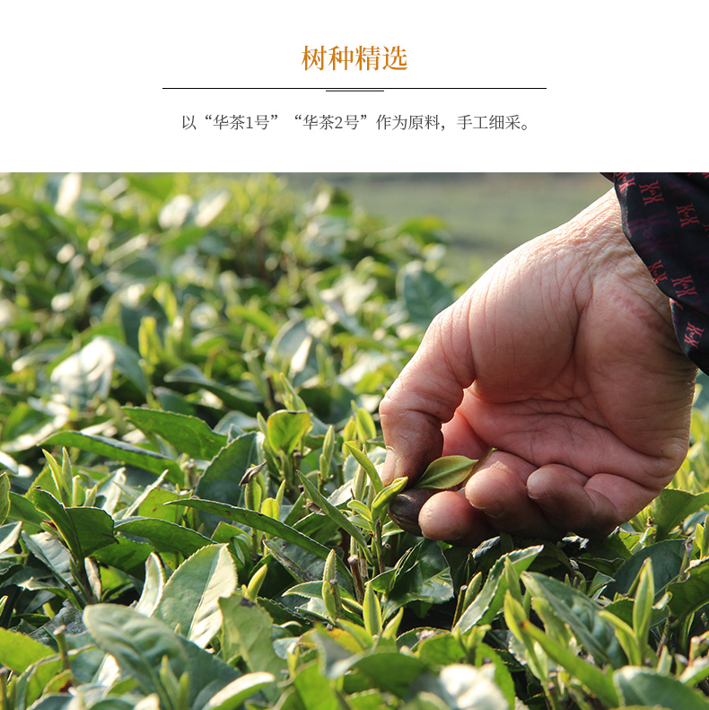 史低 天猫连续3年销冠 馥益堂 福鼎白茶 100g 图5