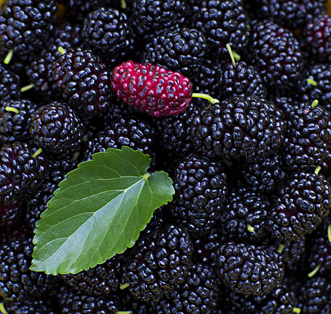 Music for music | mulberry dry foam water mulberry dried fruits can be made with fruit tea cooking porridge sweetened with wine and tea 200 gr