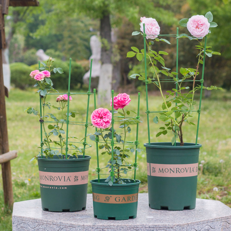 Plant bracket flower golden ge climbing pole flower and grass support frame tiger Pilan fixed seedling anti-falling rose flower pillar