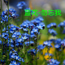 Blue forget-me-not seeds forget-me-not four seasons flowering easy grass flowers indoor courtyard balcony potted flowers