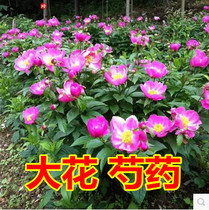 Perennial outdoor perennial flowers and grass garden flower plants autumn cold-resistant potted root block large flower peony root