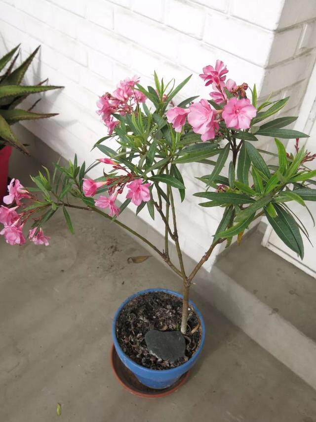 環保衛士白夾竹桃 雖有劇毒 卻人人喜愛 淘寶海外 環保衛士白夾竹桃 雖有劇毒 卻人人喜愛 淘寶海外