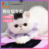 Garfield purebred live Cubs exotic short-hairy cat race pure white pet cat home water drop eye bun face