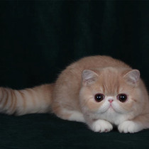 Garfield Cat Cubs Cat Living Pet Cat Living Cute Small English Short Blue Cat Puppet Cat Thoroughbred