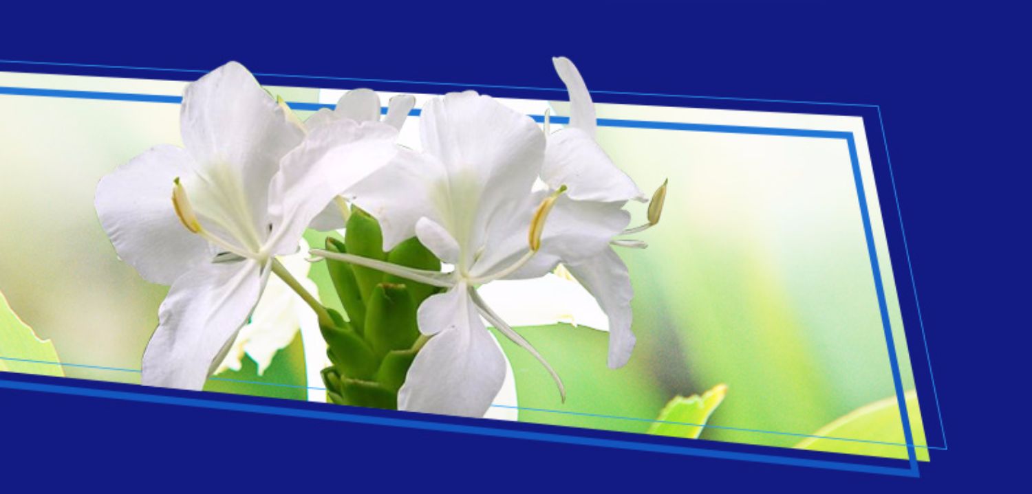 nước cọ bồn cầu Weilushi điều hòa làm sạch và khử trùng đại lý làm sạch tủ treo máy phổ dụng dùng một lần 500mlx2 nhà đích thực - Trang chủ nước tẩy sàn nhà cực mạnh