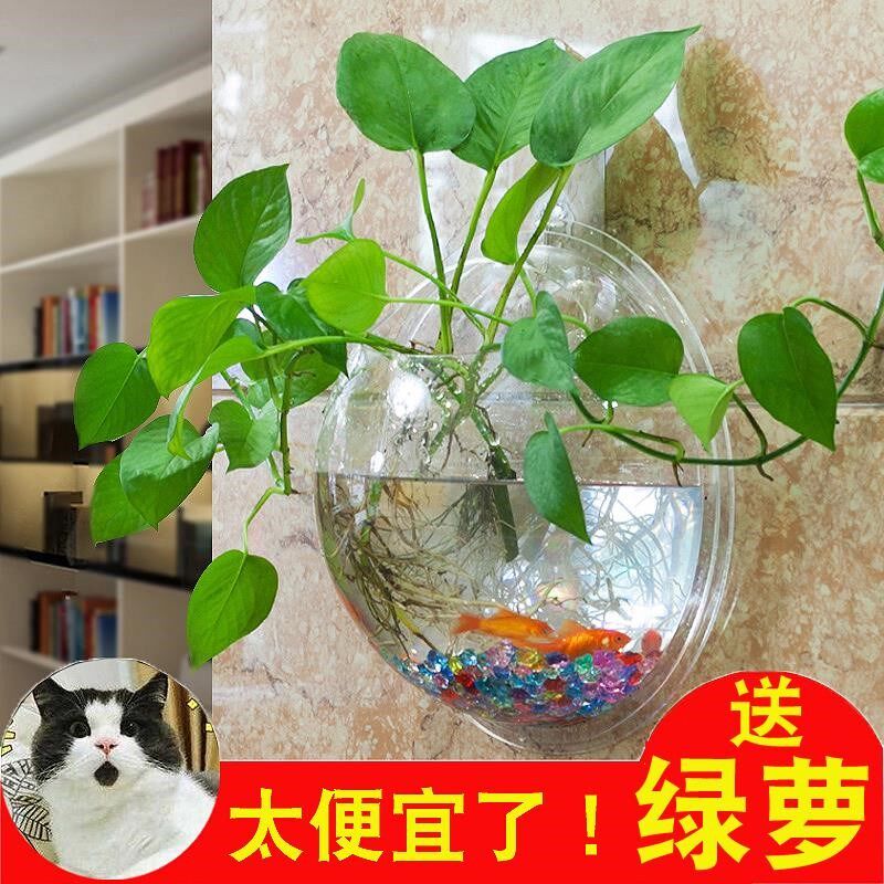 A Creative Wall-mounted Glass Small Fish Tank Genguan Living-room Transparent Hydroponic Green Plant Vase Wall Decorated With Small Hanging Bottle