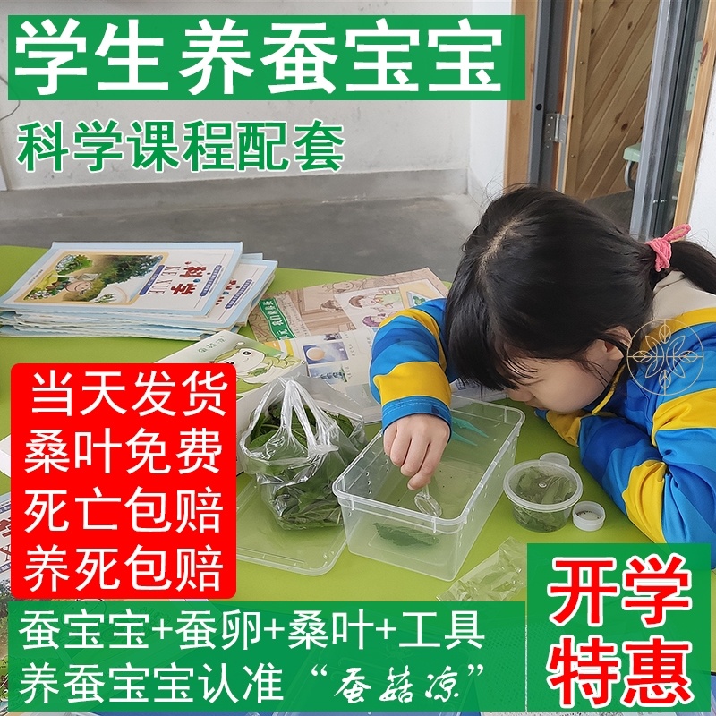 Silkworm Baby 5 Age Giant Small Silkworm Cocoon Sub student mulberry silkworm larvae mulberry leaf silkworm worm children rearing breeding silkworm mulberry color