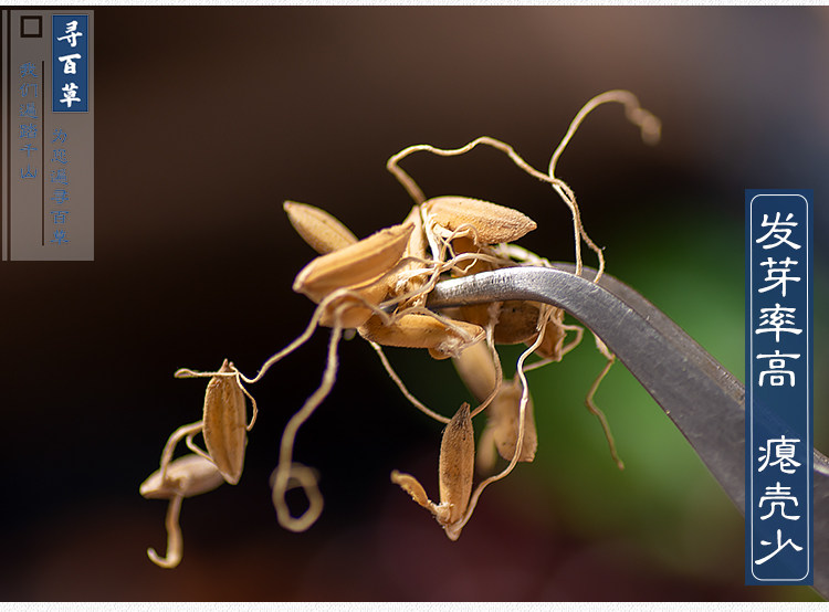 RAW RICE BUDS_07.JPG