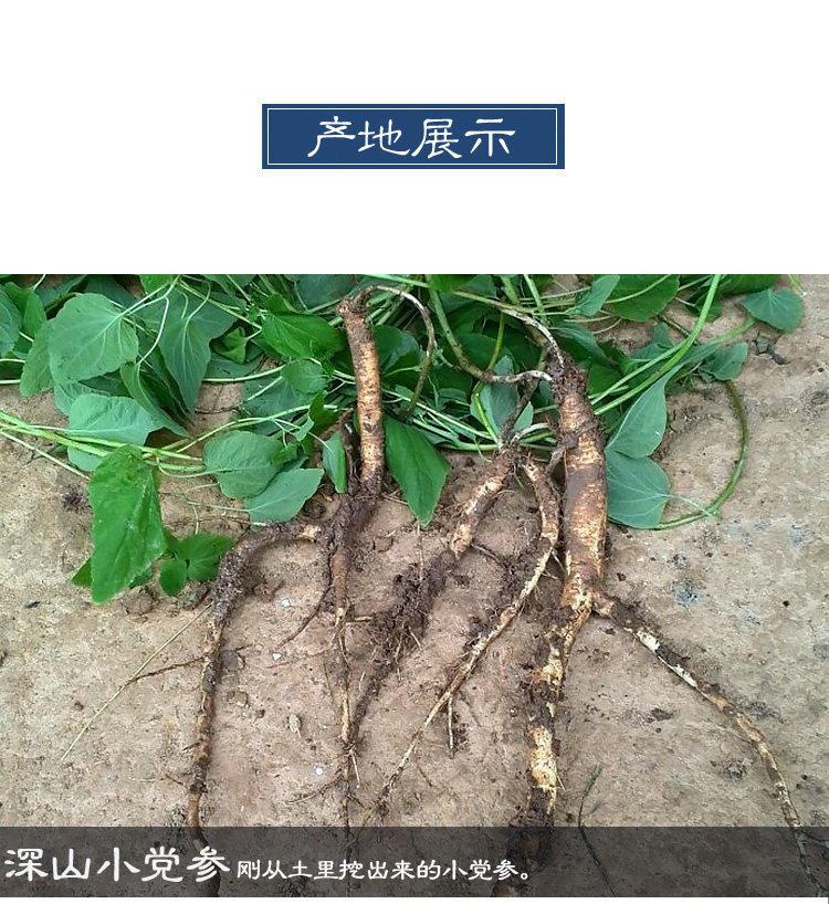 Партия ginseng_12.jpg