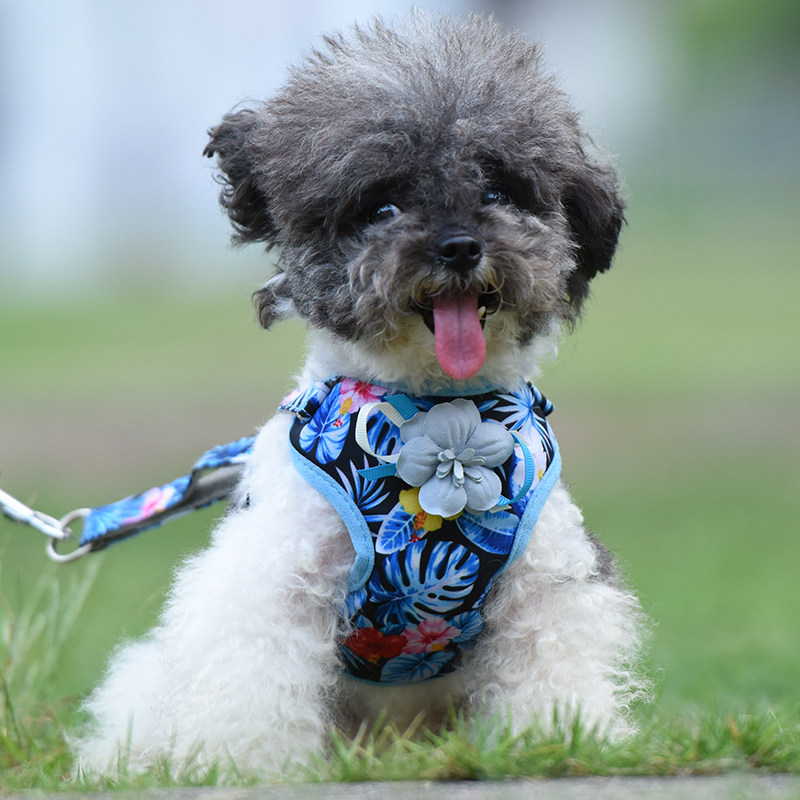 Traction rope small dog pet chest holding baby bag Bichon dog walking vest-type retractable adjustable anti-breakaway dog ​​chain