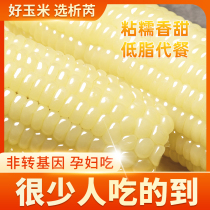 Xirui Northeast corn glutinous corn cob 10 fresh vacuum ready-to-eat breakfast Organic glutinous sweet sticky sticky bracts