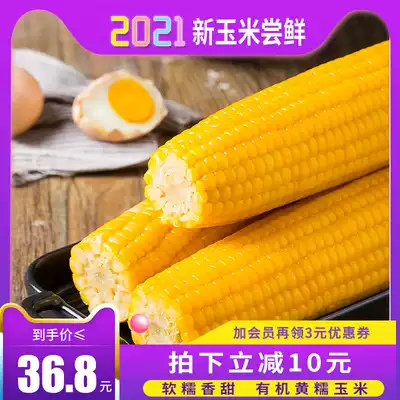 Analysis of the Northeast yellow glutinous corn 10 organic corn non-genetically modified vacuum sweet sticky fresh grains substitute meal