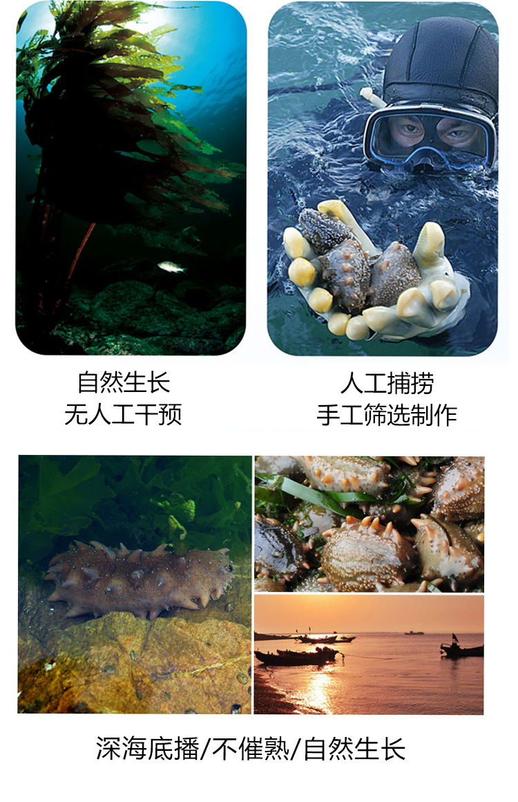 大连即食海参 鲜活辽参500g 4.9高分 图4