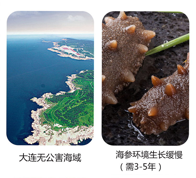 大连即食海参 鲜活辽参500g 4.9高分 图3