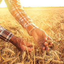 Huai wheat Chinese herbal medicine 500 gr floating wheat wheat wheat tea steal sweats to make ganmai-date soup