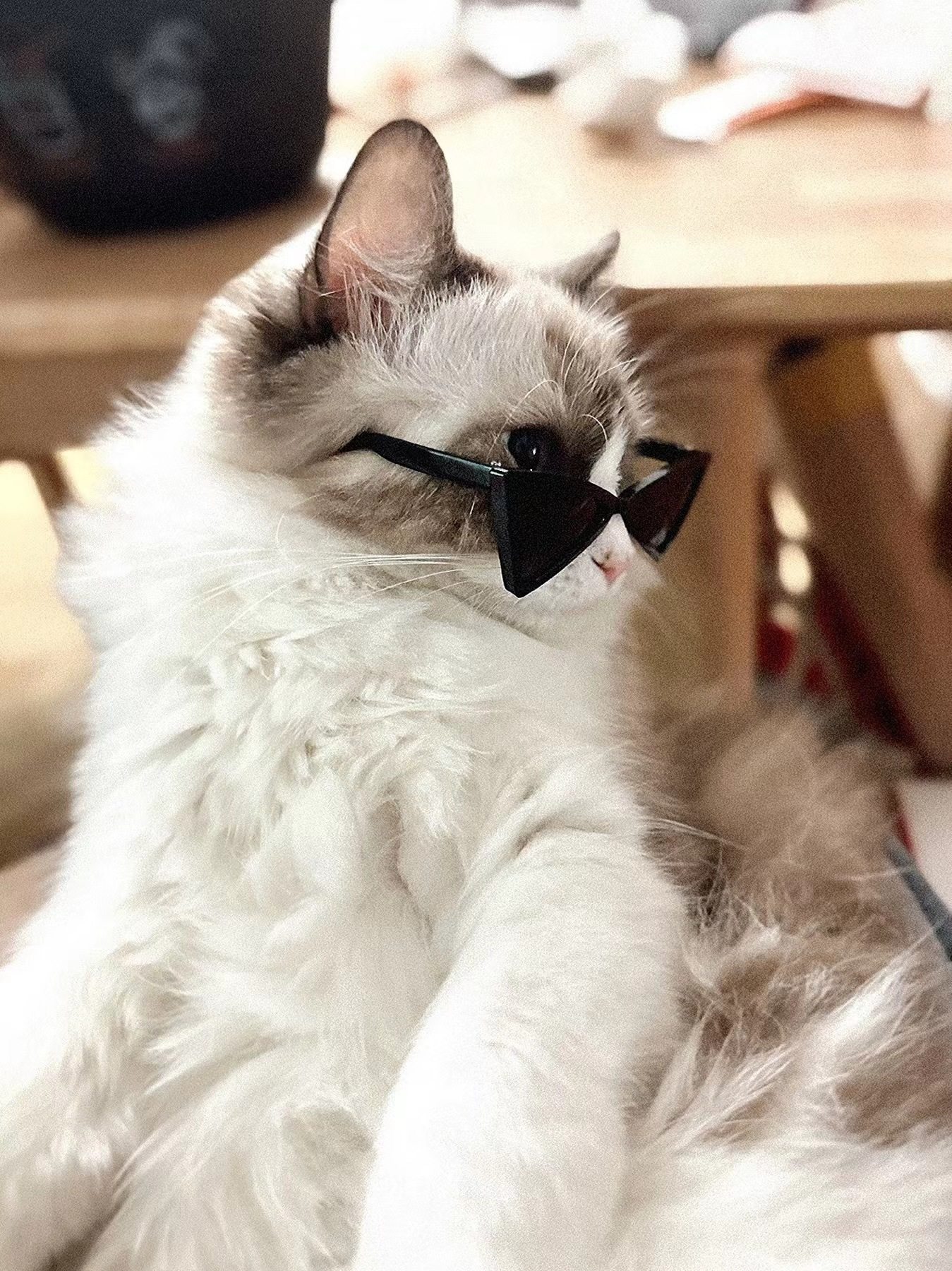 猫咪狗狗也能戴墨镜？揭秘萌宠时尚新宠！-其它服饰配件-淘宝好物网, image size:1349x1800