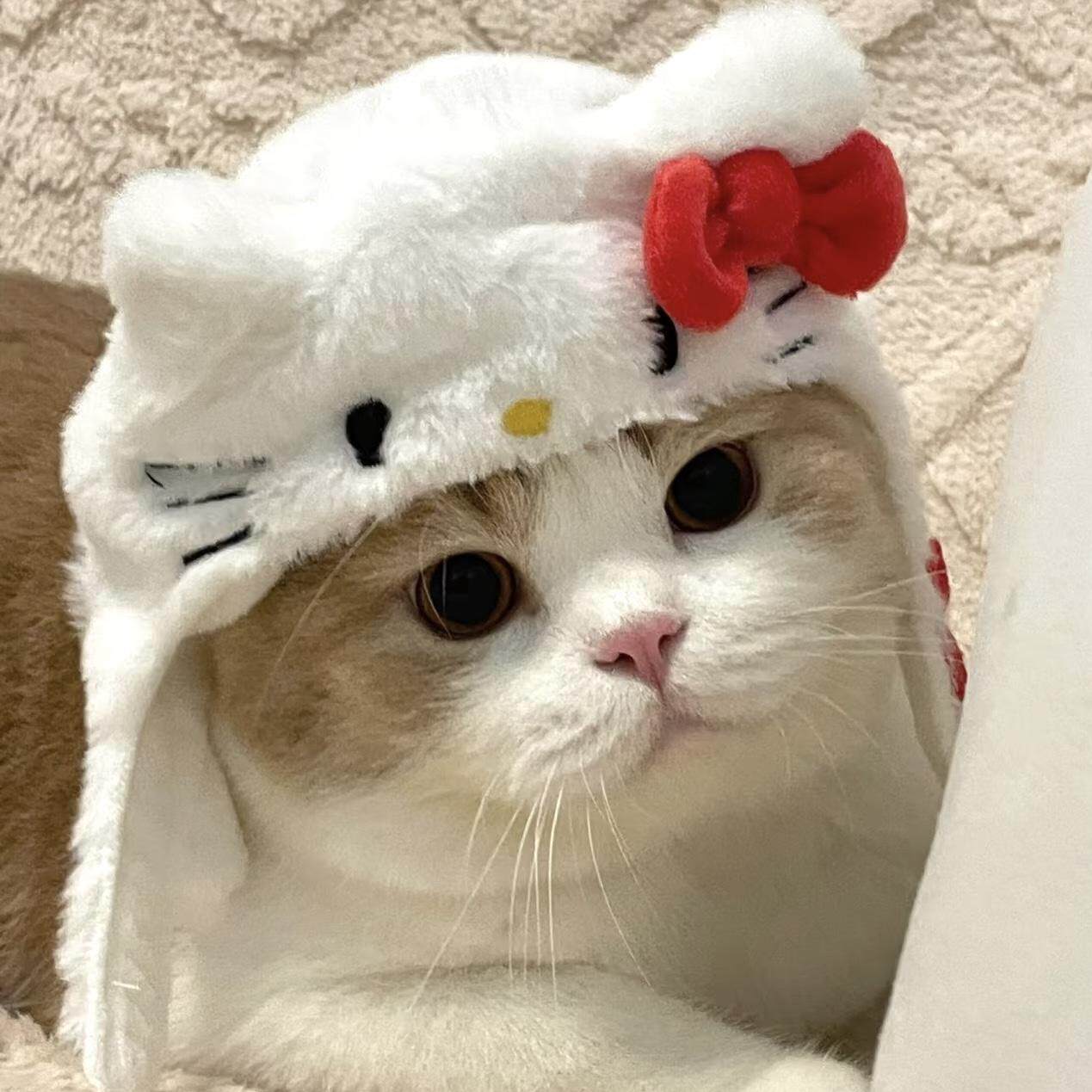 猫喵狗汪萌宠屋