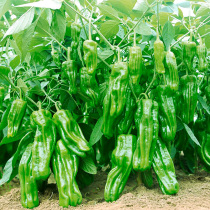 Thin-skinned pepper seed seedlings long pickled pepper slightly spicy spring four seasons potted plants early ripening and high-yield pepper seed seedlings vegetable seedlings