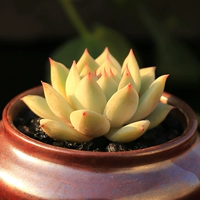 Тиби (корона около 4 см) C03-0401