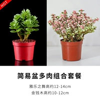 Деньги -яле танцевальная комбинация [простой горшок]