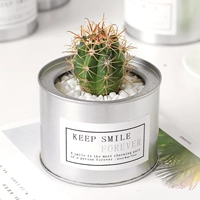 Подсолнечник нефритовой бар [стена короны 5-6 см]