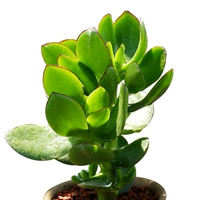 Высота 2-летнего эвкалипта японского около 12-15 см (лучше сажать в фарфоровый горшок).