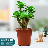 2 года, 13-15см