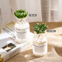 (Sakura Crystal-Big Leaf Loulan) Отправить гипертрофическую бутылку*2+мрамор