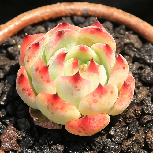 Персиковая персиковая одиночная голова 4 ~ 5 см милый милый мясной завод офис офис внутренний радиация