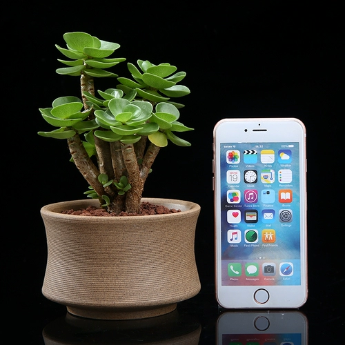 Деревянная куча из сутки, цветочная комната, цветочная комната, горшечная свинина Фортуна Фортуна Офис Офис Зеленые растения Зеленые растения, дерево удачи