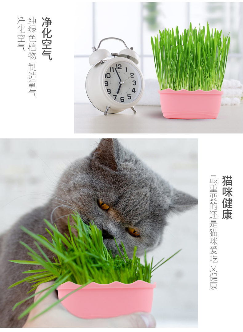 Cat cỏ hạt giống thủy canh mèo mèo ăn nhẹ để tóc bóng tóc kem mèo hạt giống trồng bộ cung cấp mèo - Đồ ăn nhẹ cho mèo cá đóng hộp
