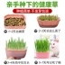 Cat cỏ hạt giống thủy canh mèo mèo ăn nhẹ để tóc bóng tóc kem mèo hạt giống trồng bộ cung cấp mèo - Đồ ăn nhẹ cho mèo Đồ ăn nhẹ cho mèo