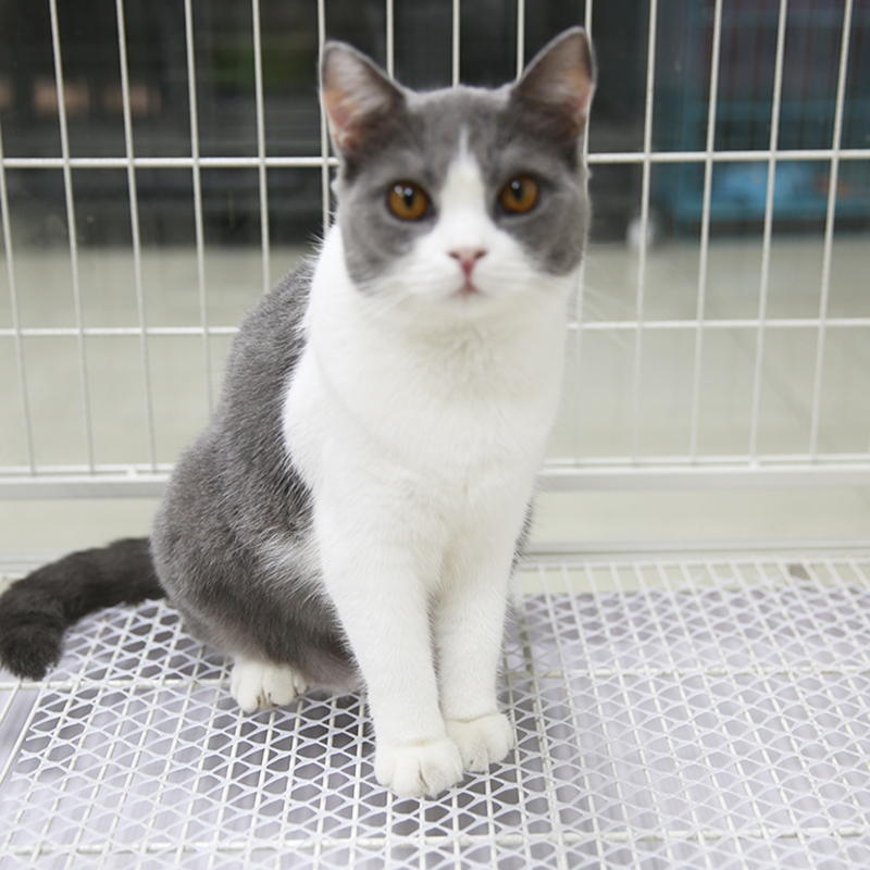 Thảm thú cưng, chó, mèo, lưới PE, thảm nhựa, có thể được cắt và làm sạch - Cat / Dog hàng ngày Neccessities 	bát thức ăn cho chó	