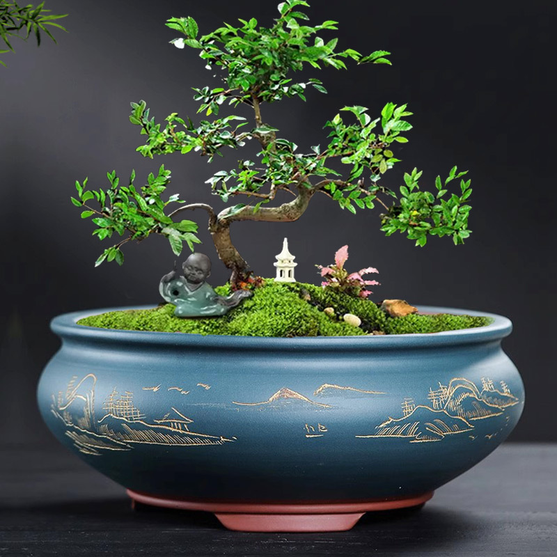 Purple Clay Bonsai Flower Pot, Round Large Diameter Succulent Pot, Old Stump Money Plant, Money Tree, Asparagus Fern, Golden Bullet Small Flower Pot Purple Clay Bonsai Flower Pot, Round Large Diameter Succulent Pot, Old Stump Money Plant, Money Tree, Asparagus Fern, Golden Bullet Small Flower Pot