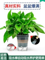 Green Luo potted green plant flower potted plant long Vine pot Green indoor chlorophyte hydroponic seedlings absorb formaldehyde and meat