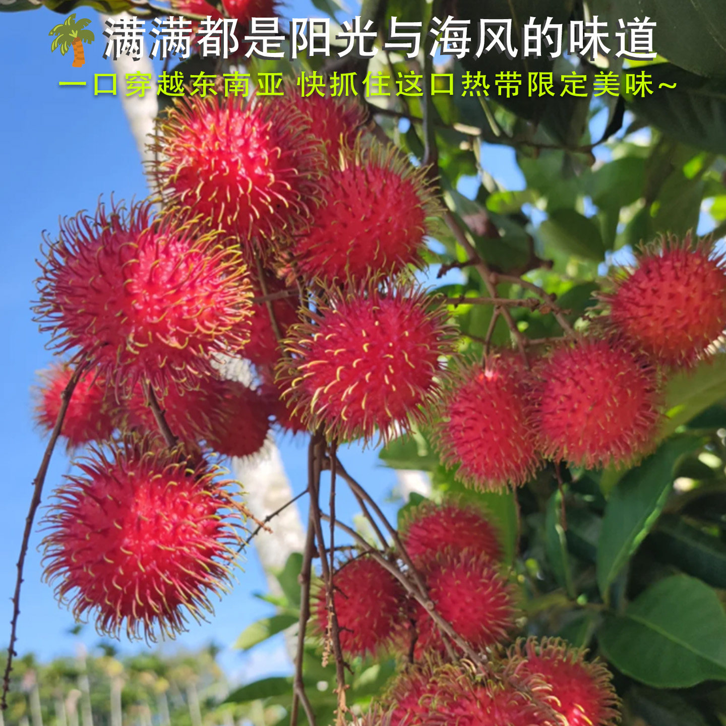 顺丰直送！当季红毛丹毛荔枝，鲜甜爆汁，整箱包邮速发，热带水果盛宴来啦！🌴🍉-毛丹-淘宝百科网