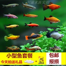 Small fish set freshwater fish tropical ornamental fish live zebra fish viviparous fish training fish grass tank fish