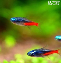 Aquatic pets Freshwater Diamond Light Fish Living Lamp Cots Small Group Tours Fish Grass Cylinders Ornamental Tropical Fish