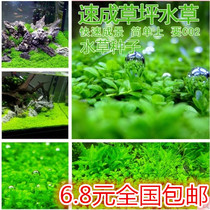 Aquatic grass seed landscape mini dwarf cow hair mini pair leaf fish tank foreground grass quick lawn seed Water Grass Mud