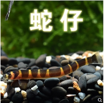 Snake fish coolly Loach ornamental fish tropical fish protein protein wormworm planarian shrimp tank partner clean fish easy to raise fish